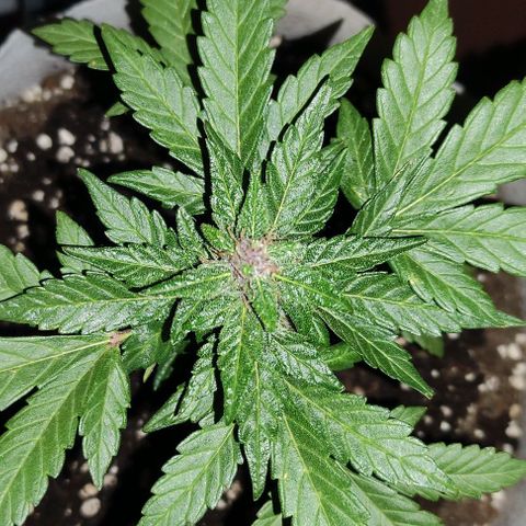 Purple Bud Auto growlog timeline photo