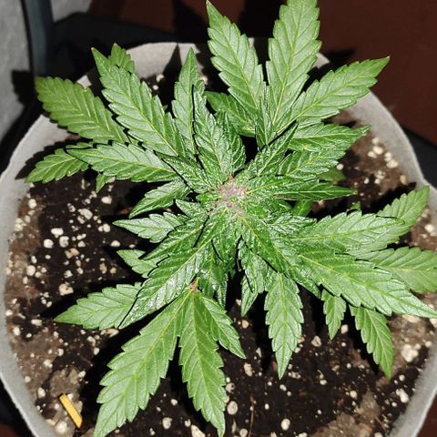 Purple Bud Auto growlog timeline photo