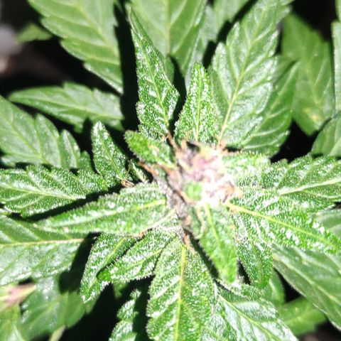 Purple Bud Auto growlog timeline photo