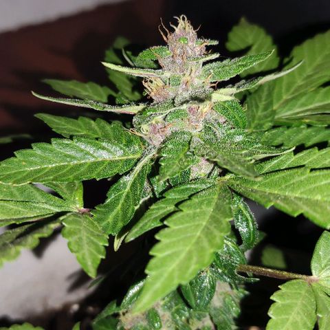 Purple Bud Auto growlog timeline photo