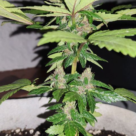 Purple Bud Auto growlog timeline photo