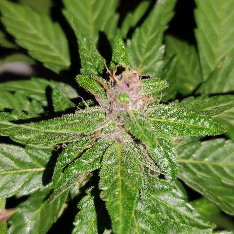 Purple Bud Auto growlog timeline photo