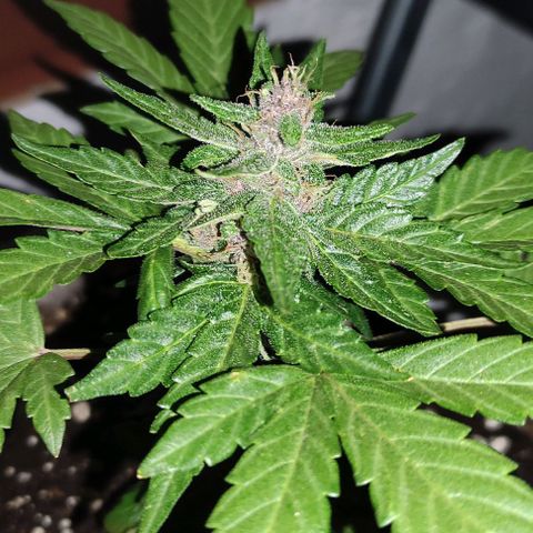 Purple Bud Auto growlog timeline photo