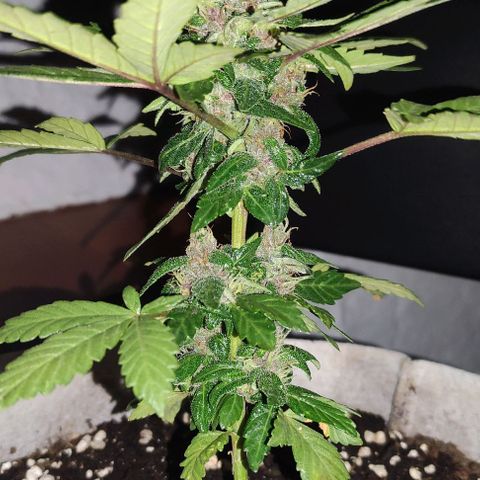 Purple Bud Auto growlog timeline photo
