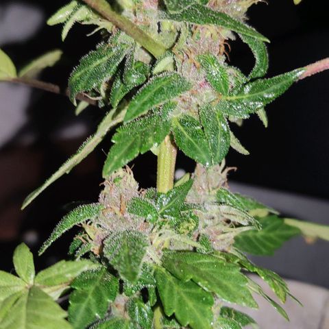 Purple Bud Auto growlog timeline photo