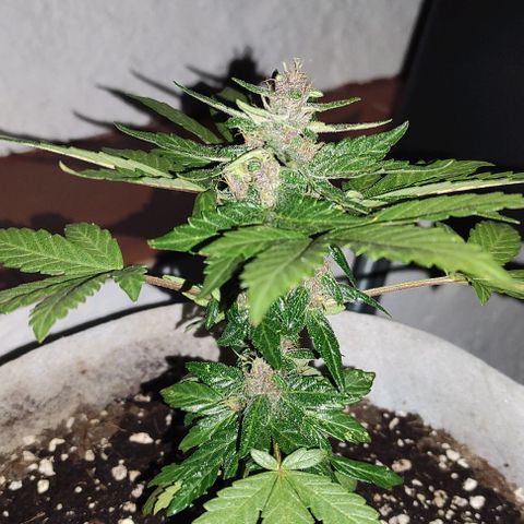 Purple Bud Auto growlog timeline photo