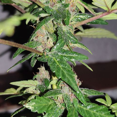 Purple Bud Auto growlog timeline photo