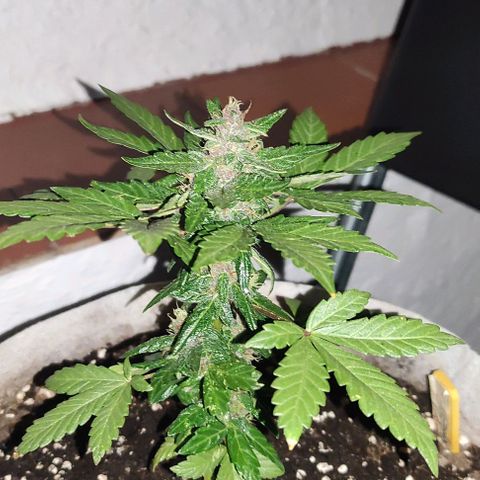 Purple Bud Auto growlog timeline photo