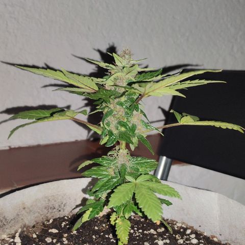 Purple Bud Auto growlog timeline photo