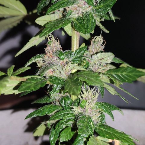 Purple Bud Auto growlog timeline photo