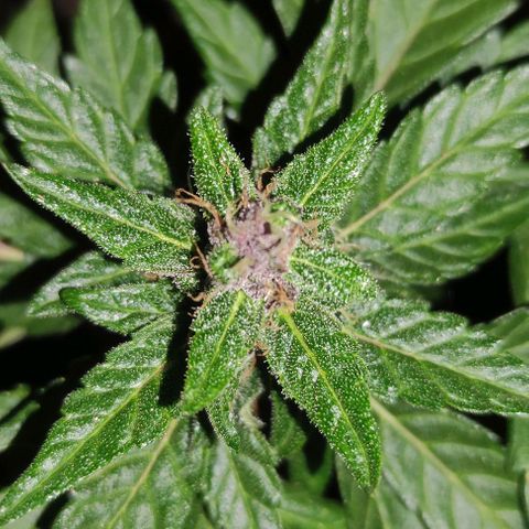 Purple Bud Auto growlog timeline photo