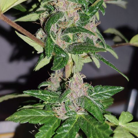 Purple Bud Auto growlog timeline photo