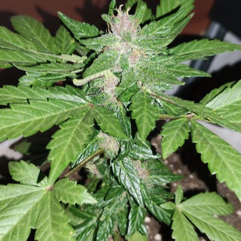 Purple Bud Auto growlog timeline photo