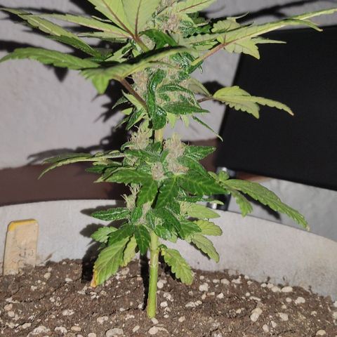Purple Bud Auto growlog timeline photo