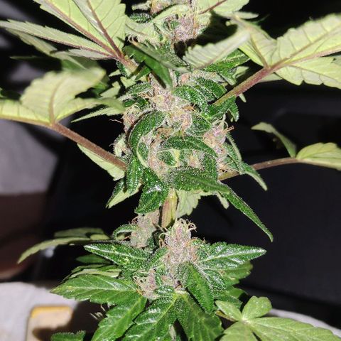 Purple Bud Auto growlog timeline photo