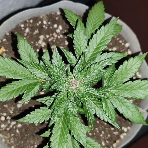 Purple Bud Auto growlog timeline photo