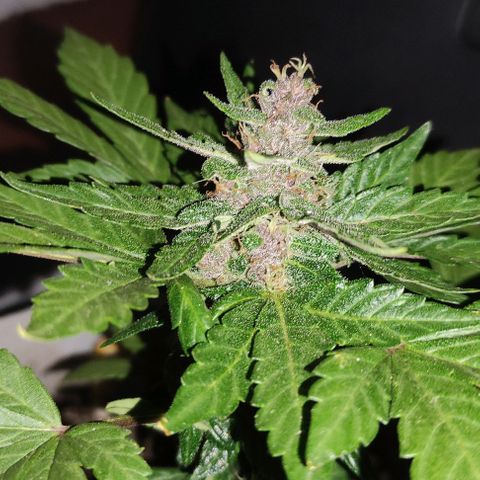 Purple Bud Auto growlog timeline photo