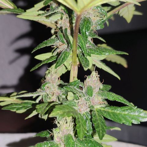 Purple Bud Auto growlog timeline photo