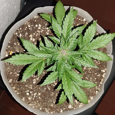 Purple Bud Auto growlog timeline photo