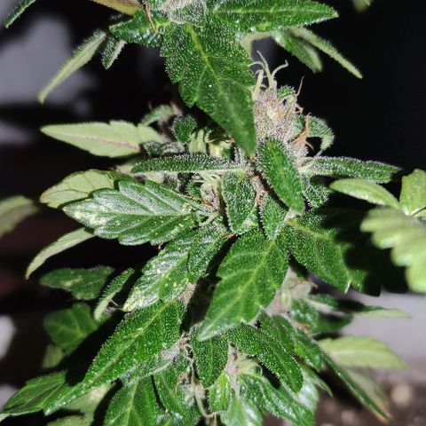 Purple Bud Auto growlog timeline photo