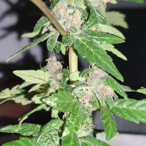 Purple Bud Auto growlog timeline photo