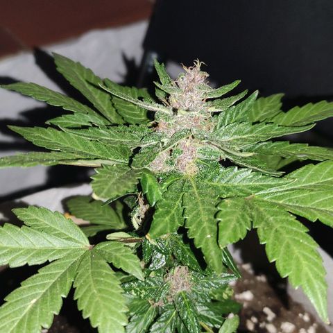 Purple Bud Auto growlog timeline photo