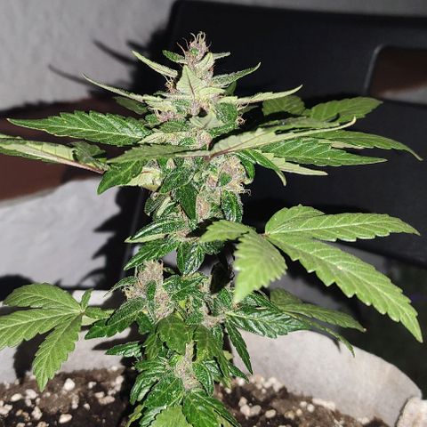 Purple Bud Auto growlog timeline photo