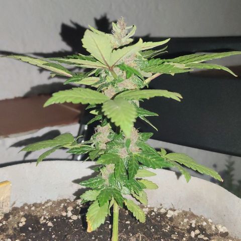Purple Bud Auto growlog timeline photo