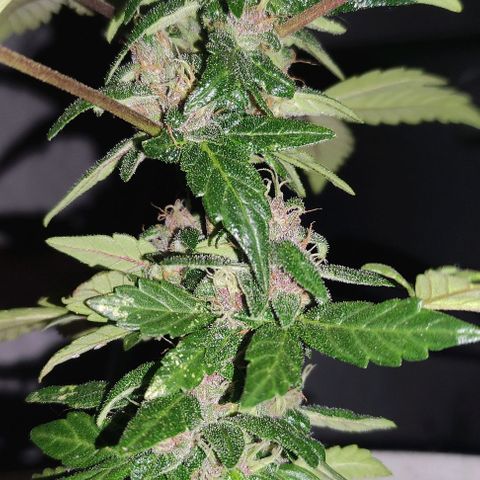 Purple Bud Auto growlog timeline photo