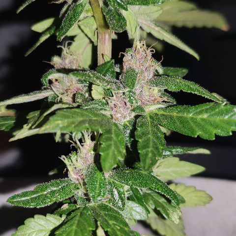 Purple Bud Auto growlog timeline photo