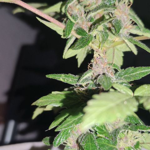 Purple Bud Auto growlog timeline photo
