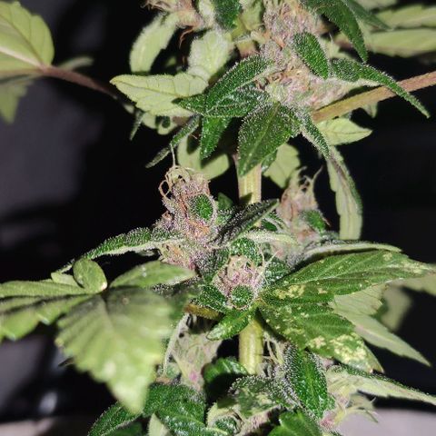 Purple Bud Auto growlog timeline photo