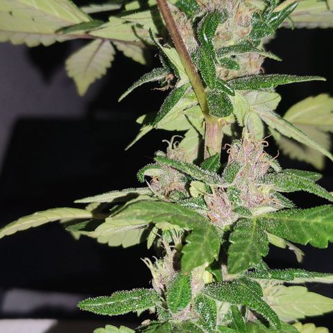 Purple Bud Auto growlog timeline photo