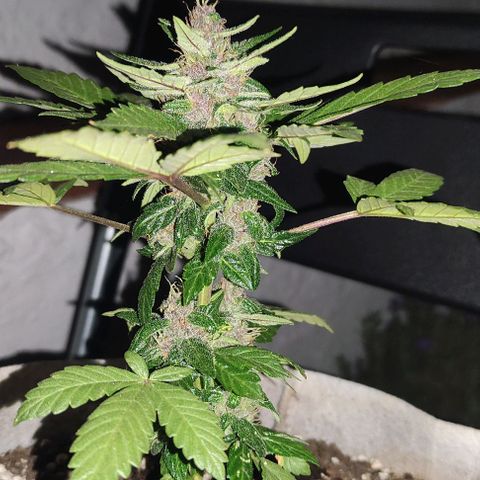 Purple Bud Auto growlog timeline photo
