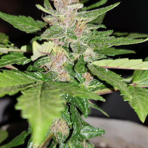 Purple Bud Auto growlog timeline photo