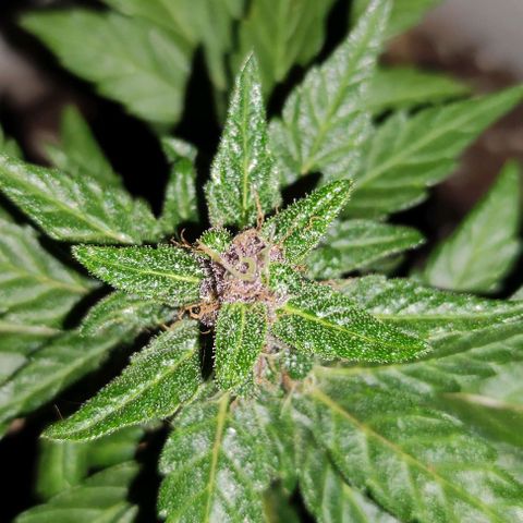 Purple Bud Auto growlog timeline photo