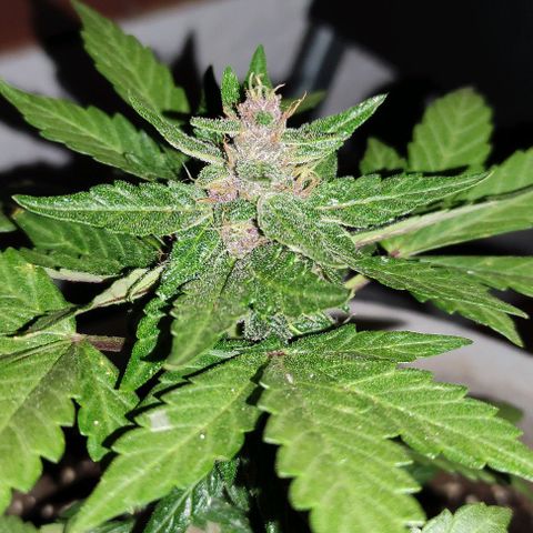 Purple Bud Auto growlog timeline photo