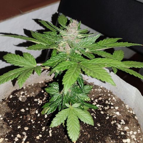 Purple Bud Auto growlog timeline photo