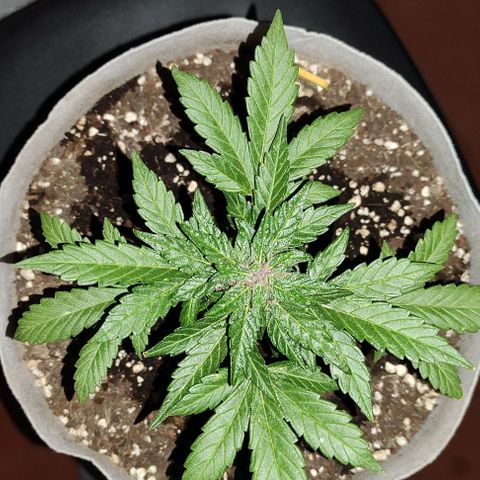 Purple Bud Auto growlog timeline photo