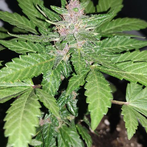 Purple Bud Auto growlog timeline photo