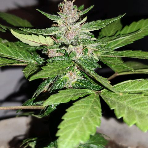 Purple Bud Auto growlog timeline photo