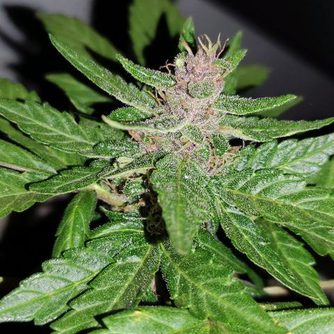Purple Bud Auto growlog timeline photo