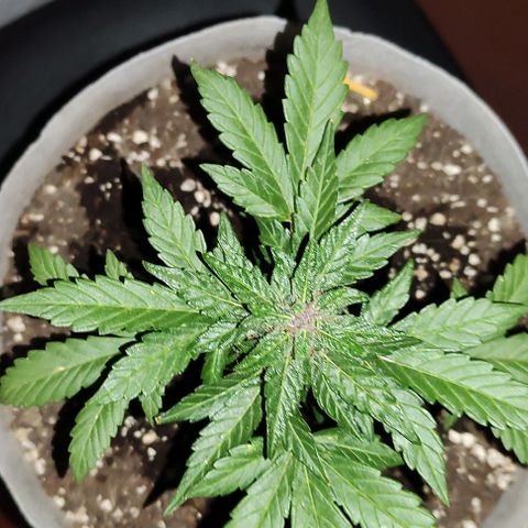 Purple Bud Auto growlog timeline photo