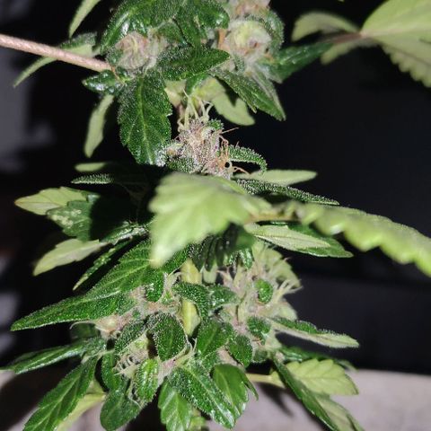 Purple Bud Auto growlog timeline photo