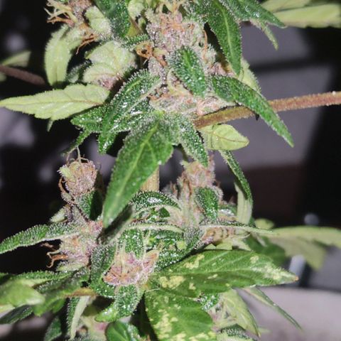 Purple Bud Auto growlog timeline photo