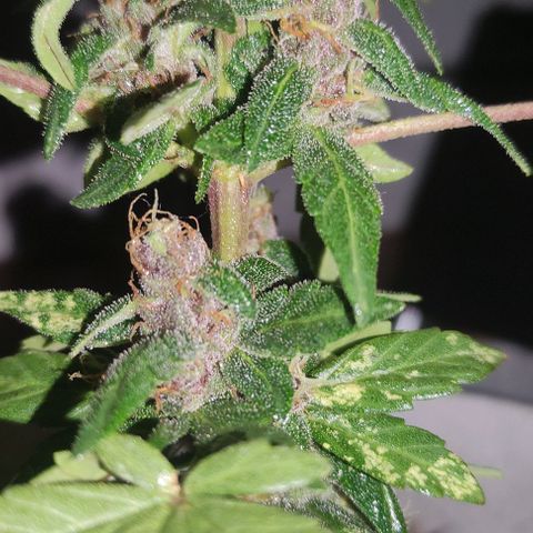 Purple Bud Auto growlog timeline photo
