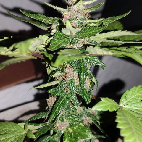 Purple Bud Auto growlog timeline photo