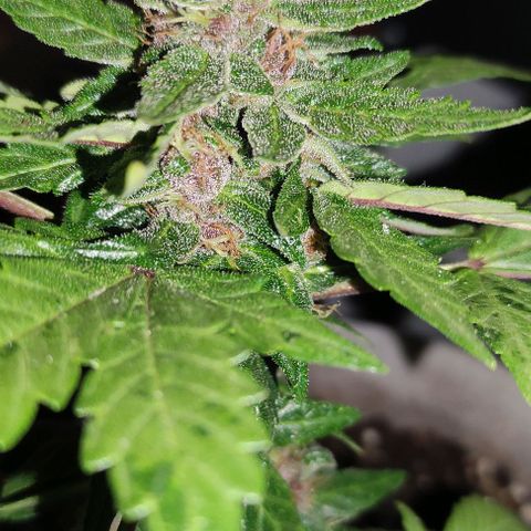 Purple Bud Auto growlog timeline photo