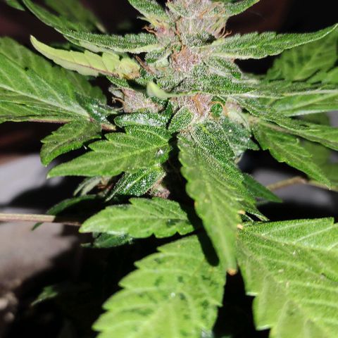 Purple Bud Auto growlog timeline photo