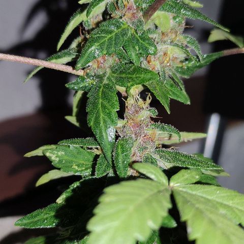 Purple Bud Auto growlog timeline photo